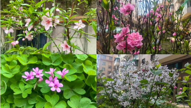 春满万景 绿美家园