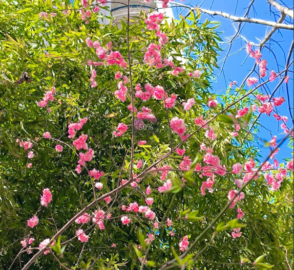 曲江6号小区的春天