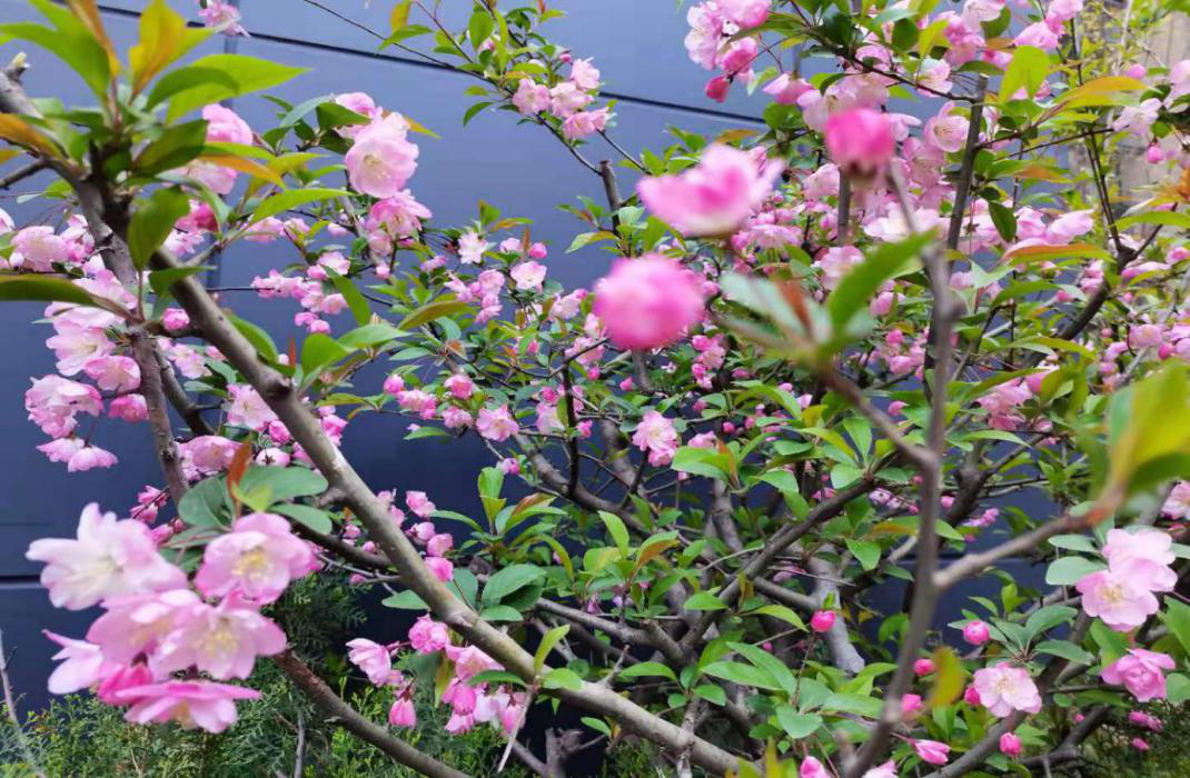 1616640595776649.png 1616640595776649.png