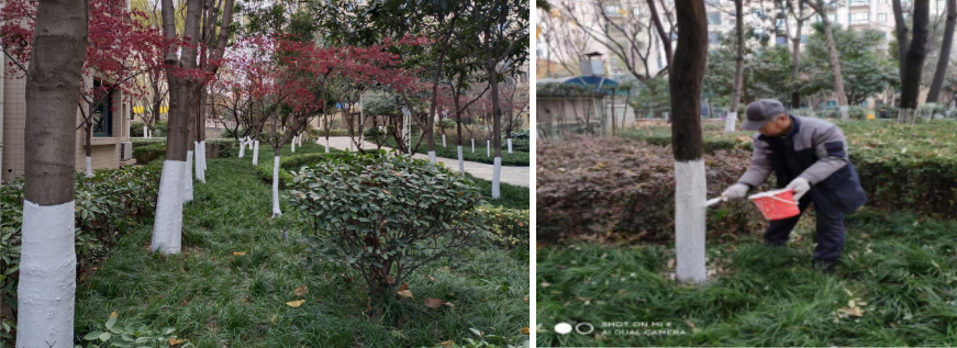 树木刷白的作用