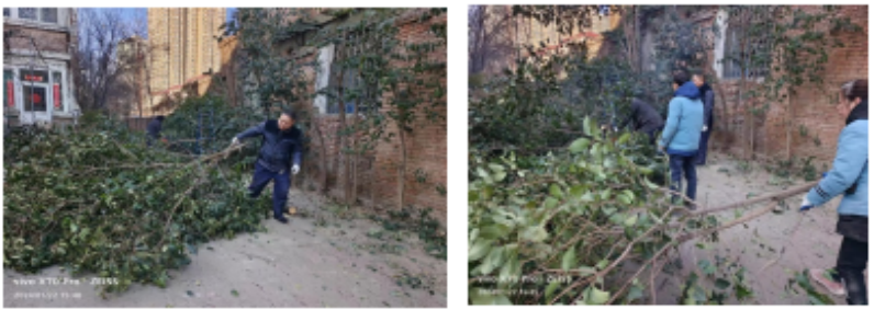 修剪树枝除隐患 美化环境保安全